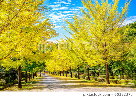 Chichibu Muse Park Ginkgo row of trees [Saitama Prefecture] 60352373