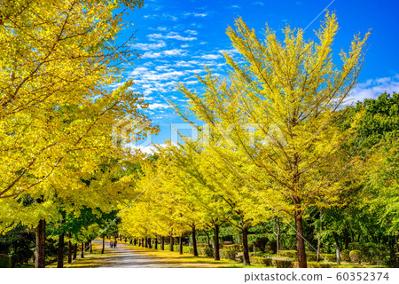 Chichibu Muse Park Ginkgo row of trees [Saitama Prefecture] 60352374