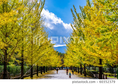 秩父繆斯公園銀杏樹[Sa玉縣] 60352379