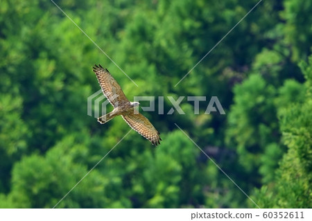 Sashiba flying on a green background Sashiba flying on a green background 60352611