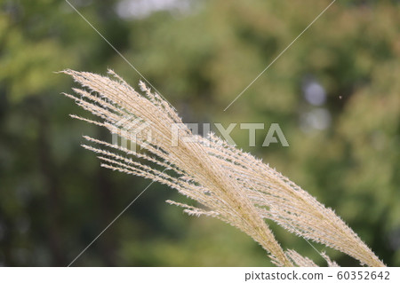 芒草 芒草 60352642