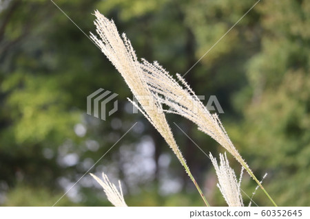 芒草 芒草 60352645