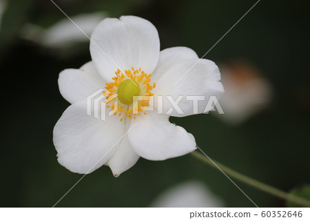 打破碗花花 打破碗花花 60352646