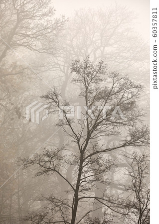Treees in fog fallen leaves, bare branches 60357811