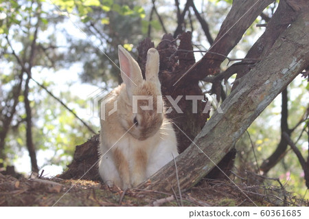 Usagi in the forest 60361685