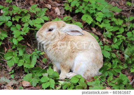 Rabbit in the green 60361687