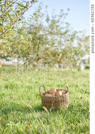 Harvest apple lawn 60362198