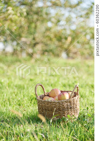 Harvest apple lawn 60362200