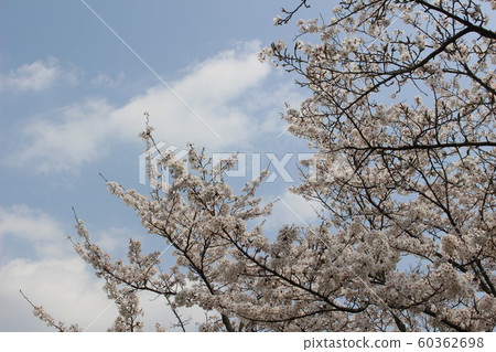 Sakura and spring sky Sakura and spring sky 60362698