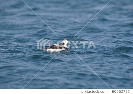 Koorigamo female type (Hokkaido) Koorigamo female type (Hokkaido) 60362755