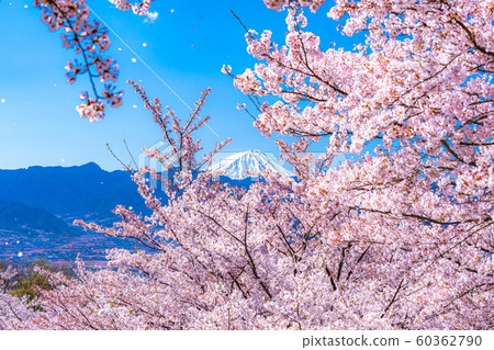 富士山和櫻花風吹風吹富士果園[山梨縣] 60362790