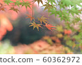 秋天的樹葉 60362972