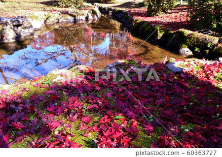 Green moss and red maple fallen leaves (Japanese image) 60363727
