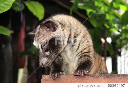 Asian Palm Civet. Produces Kopi luwak Asian Palm Civet. Produces Kopi luwak 60364497
