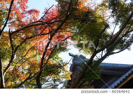 妙法寺 妙法寺 60364641