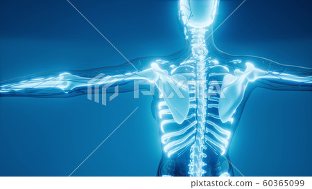 Transparent Human Body with Visible Bones 60365099