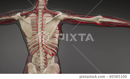 Blood Vessels of Human Body 60365100