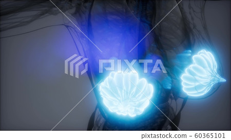 medically accurate illustration of an obese womens 60365101