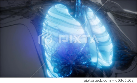 Human Lungs Radiology Exam 60365102