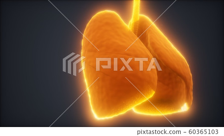 loop 3d rendered medically accurate animation of 60365103