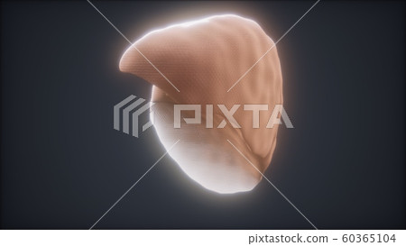 loop 3d rendered medically accurate animation of 60365104
