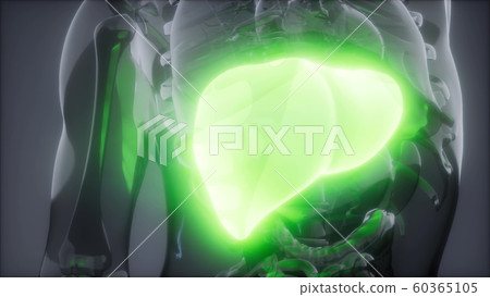 Human Liver Radiology Exam Human Liver Radiology Exam 60365105