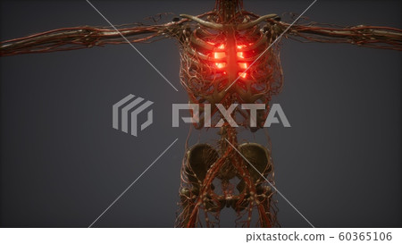 CG Animation Of A Sick Human Heart 60365106