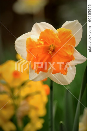Beautiful narcissus flowers 60365946