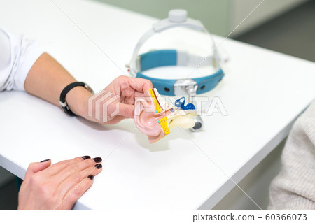 Doctor holding artificial human ear model shoving to the patient. Plastic colorful ear model. Medical theme or science classes. 60366073