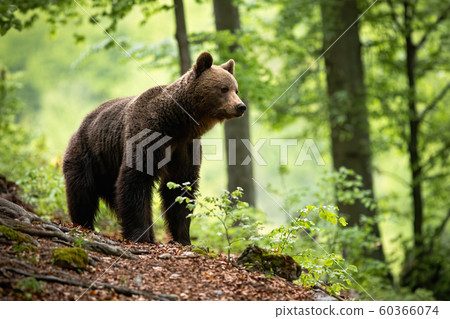 Curious brown bear observing the surroundings of the beautiful blooming forest Curious brown bear observing the surroundings of the beautiful blooming forest 60366074