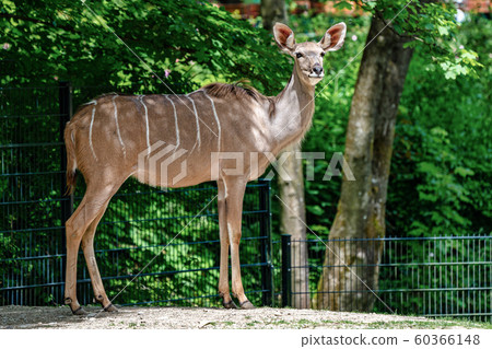 The common eland, Taurotragus oryx is a savannah antelope The common eland, Taurotragus oryx is a savannah antelope 60366148