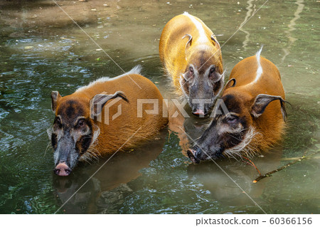Red river hog, Potamochoerus porcus, also known as the bush pig. 60366156