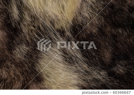 Fur texture close up. Fur on winter women's clothing. Fur texture close up. Fur on winter women's clothing. 60366687