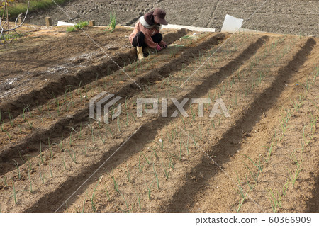 洋蔥種植 洋蔥種植 60366909