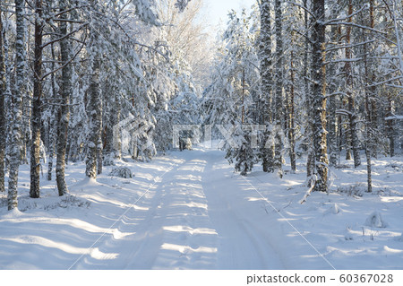 The sun in the forest through the pines 60367028