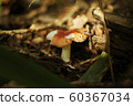 Dokudenitake 60367034