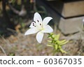 Lily  60367035