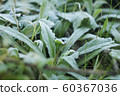 Frost weed 1 60367036