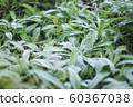 Frost weed 2 60367038