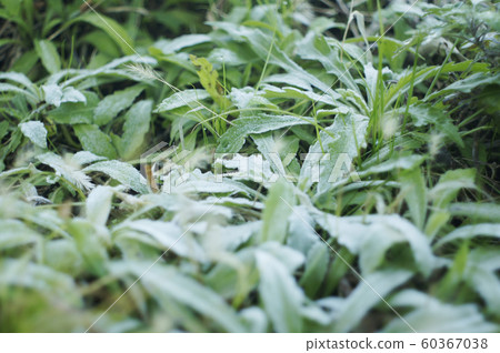 霜草2 60367038