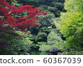 Maple 1 60367039