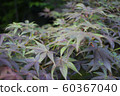 Maple up 60367040