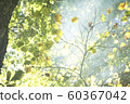 Sunbeams 60367042