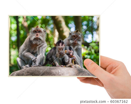 Hand and Monkey in Bali Indonesia (my photo) Hand and Monkey in Bali Indonesia (my photo) 60367162