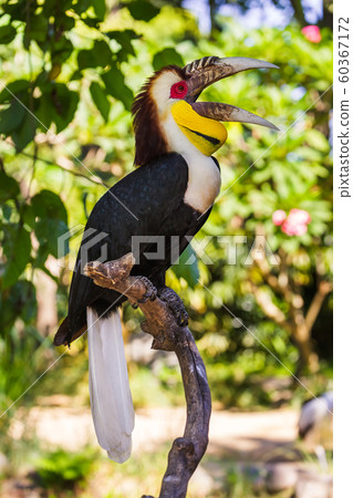 Wreathed Hornbill bird in Bali Island Indonesia 60367172