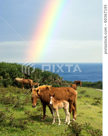 Yonaguni horse Yonaguni horse 60367195