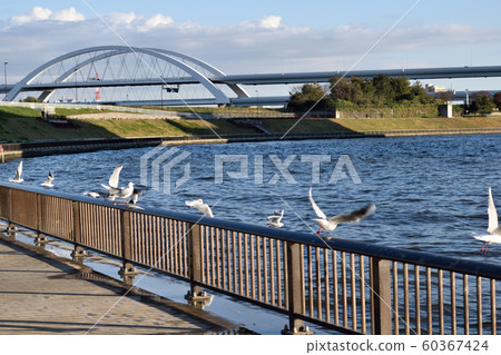Sumida River flying gulls 60367424