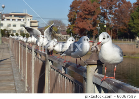 Seagull Seagull 60367589