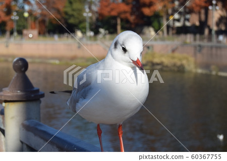 Seagull Seagull 60367755