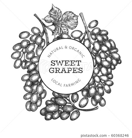 Grape design template. Hand drawn vector grape Grape design template. Hand drawn vector grape 60368246